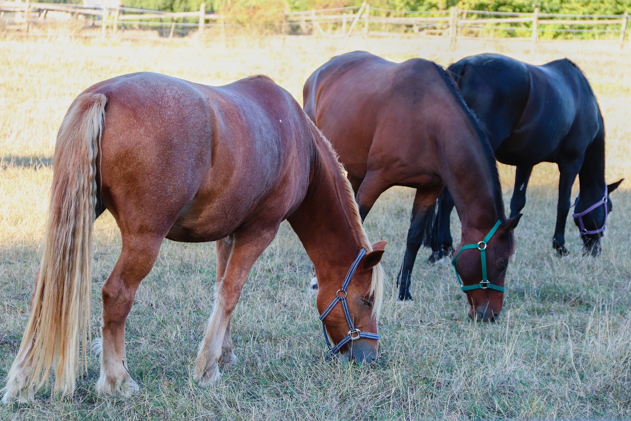 FEC Count Horses