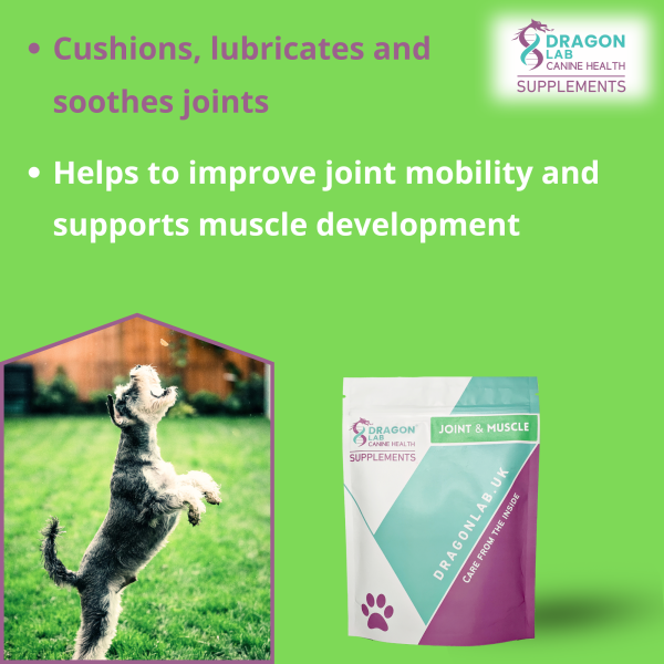 Joint and Muscle Supplement for Dogs - Image 3