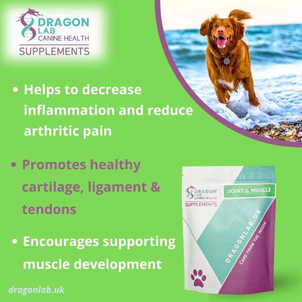 Joint and Muscle Supplement for Dogs - Image 2