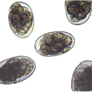 Free Parasitology Downloads