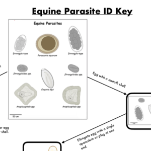 Equine Parasite ID Key