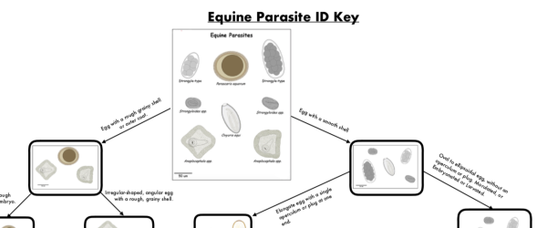 Equine Parasite ID Key
