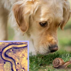 Lungworm Test for Dogs