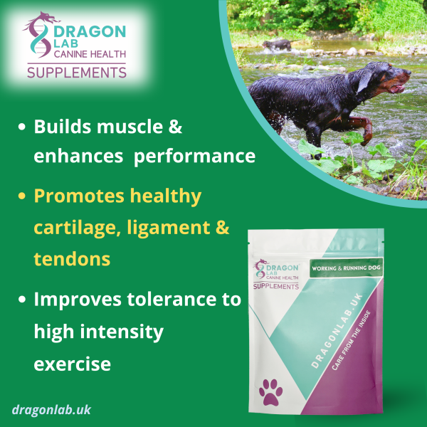 Running and Working Dog Supplement - Image 2