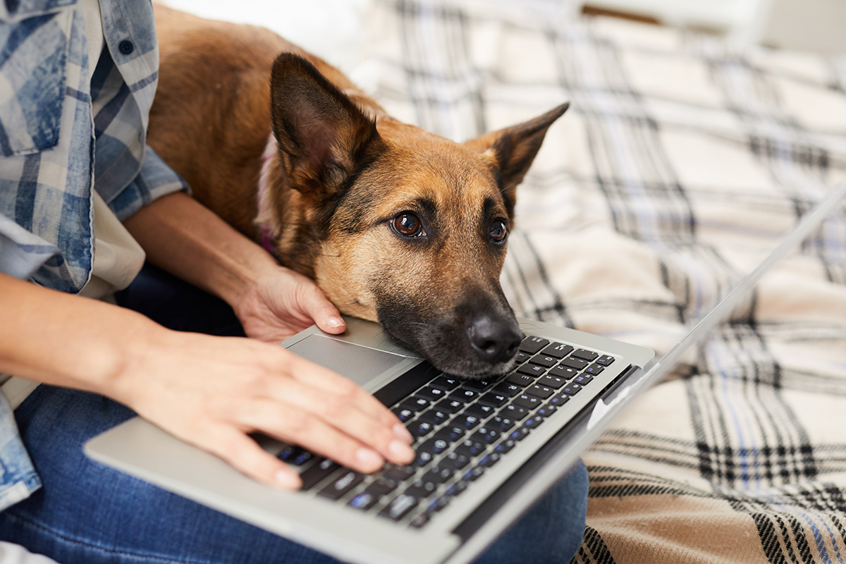 A person working at a laptop, with a dog resting its head on the laptop.