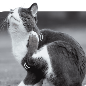 A black and white photograph of a cat scratching itself.