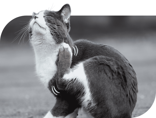 A black and white photograph of a cat scratching itself.