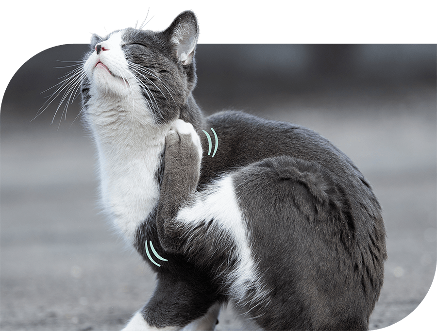 A black and white photograph of a cat scratching itself.