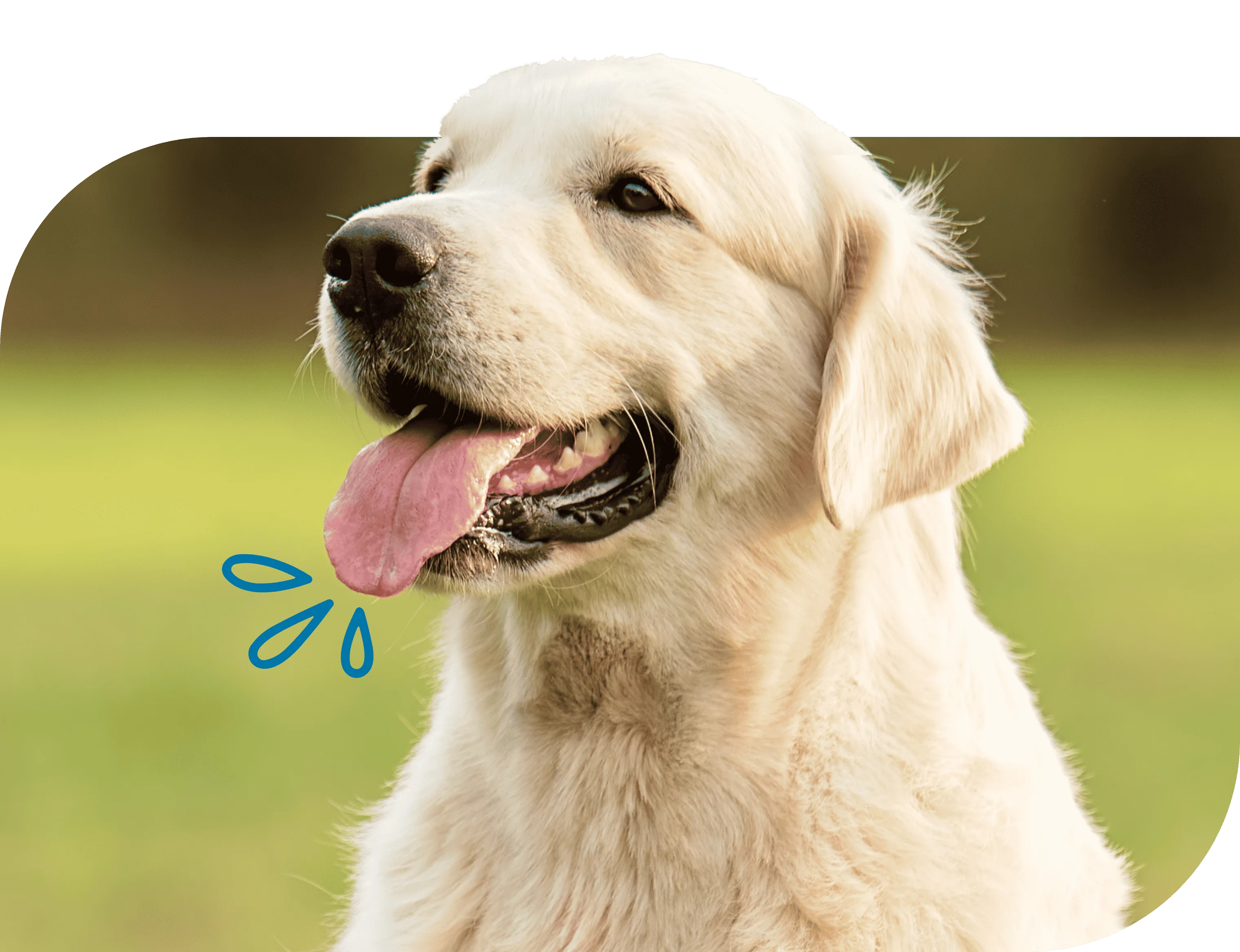 The head of a dog sitting down.