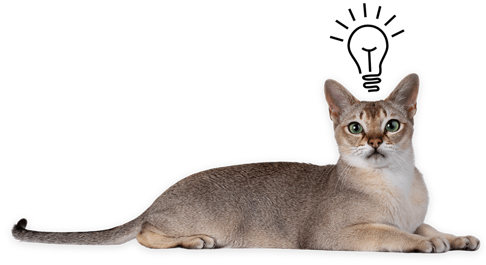 A cat laid down with an illustration of a light bulb above its head.