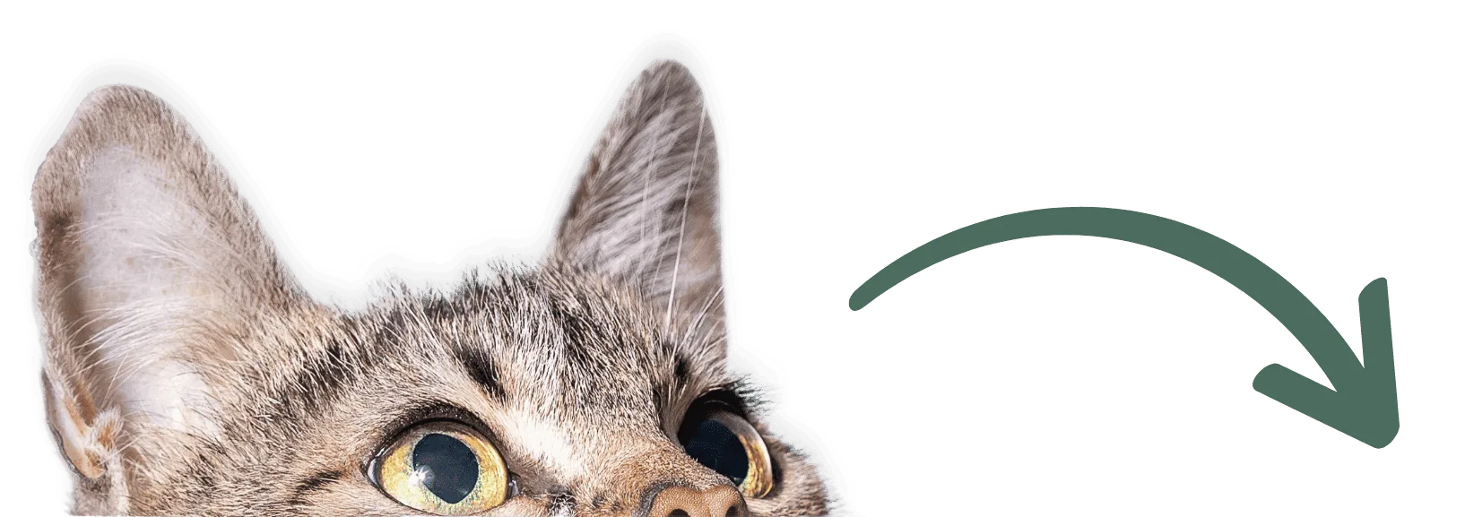 the top of a cat's head peering over something.