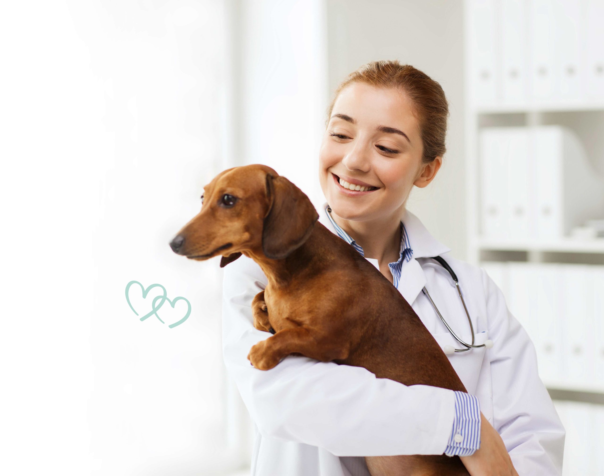 A veterinarian holding a brown dog.