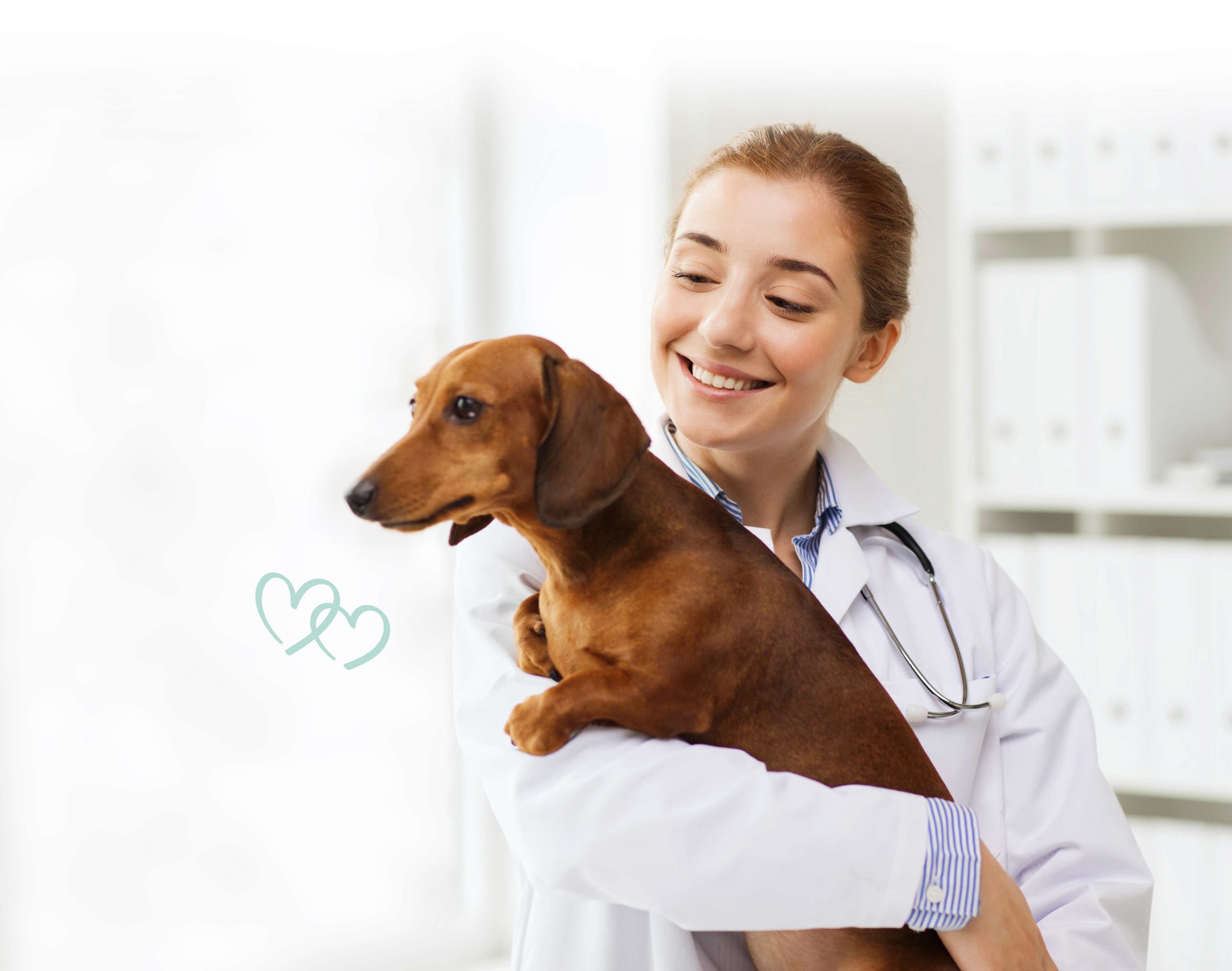 A veterinarian holding a brown dog.