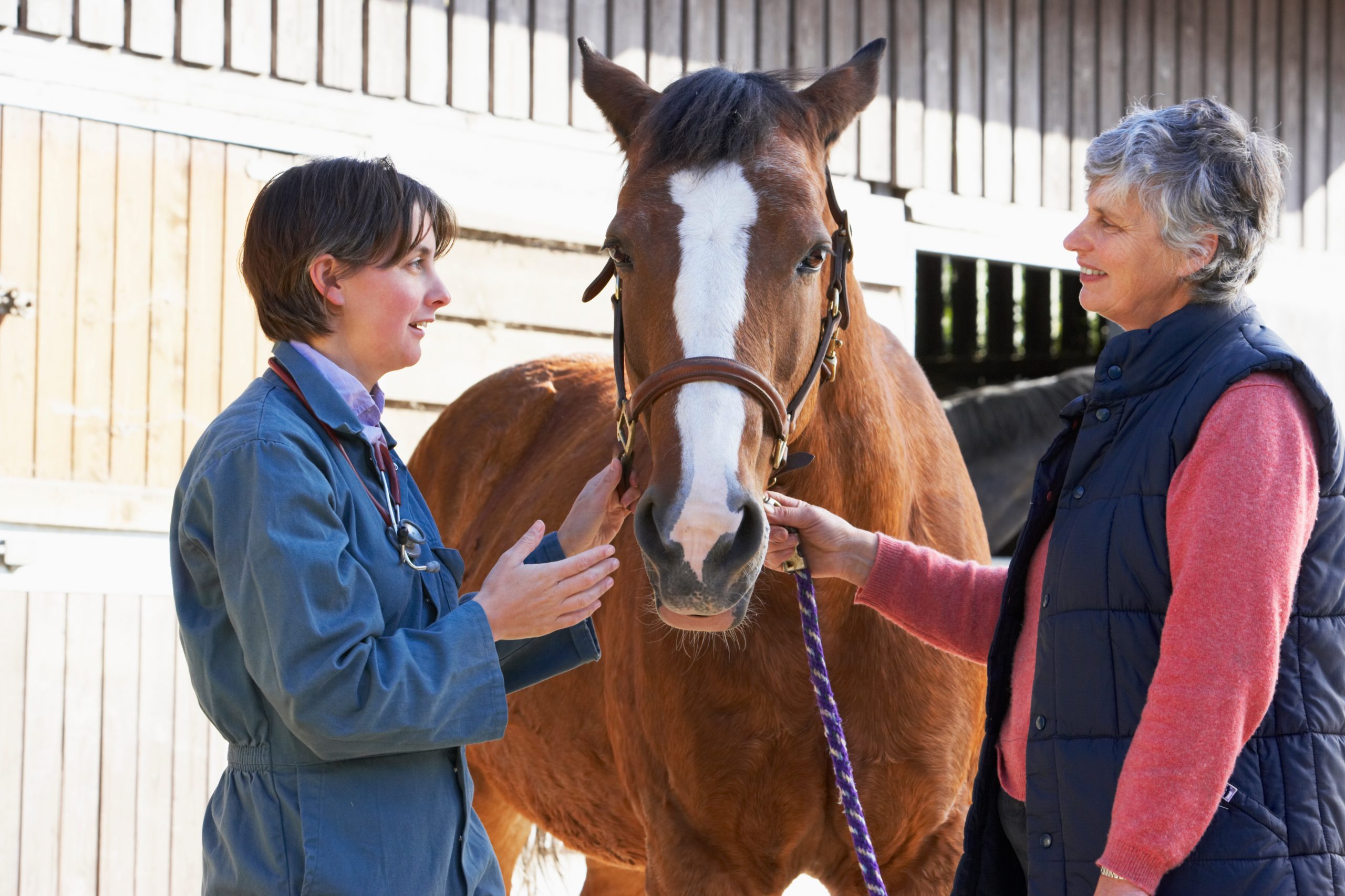 A vet next to a horse, talking to its owner